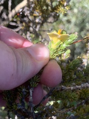 Aspalathus linguiloba