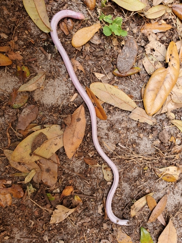 Florida Worm Lizard