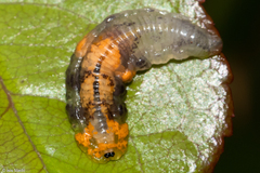 Ocyptamus gastrostactus