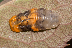 Ocyptamus gastrostactus