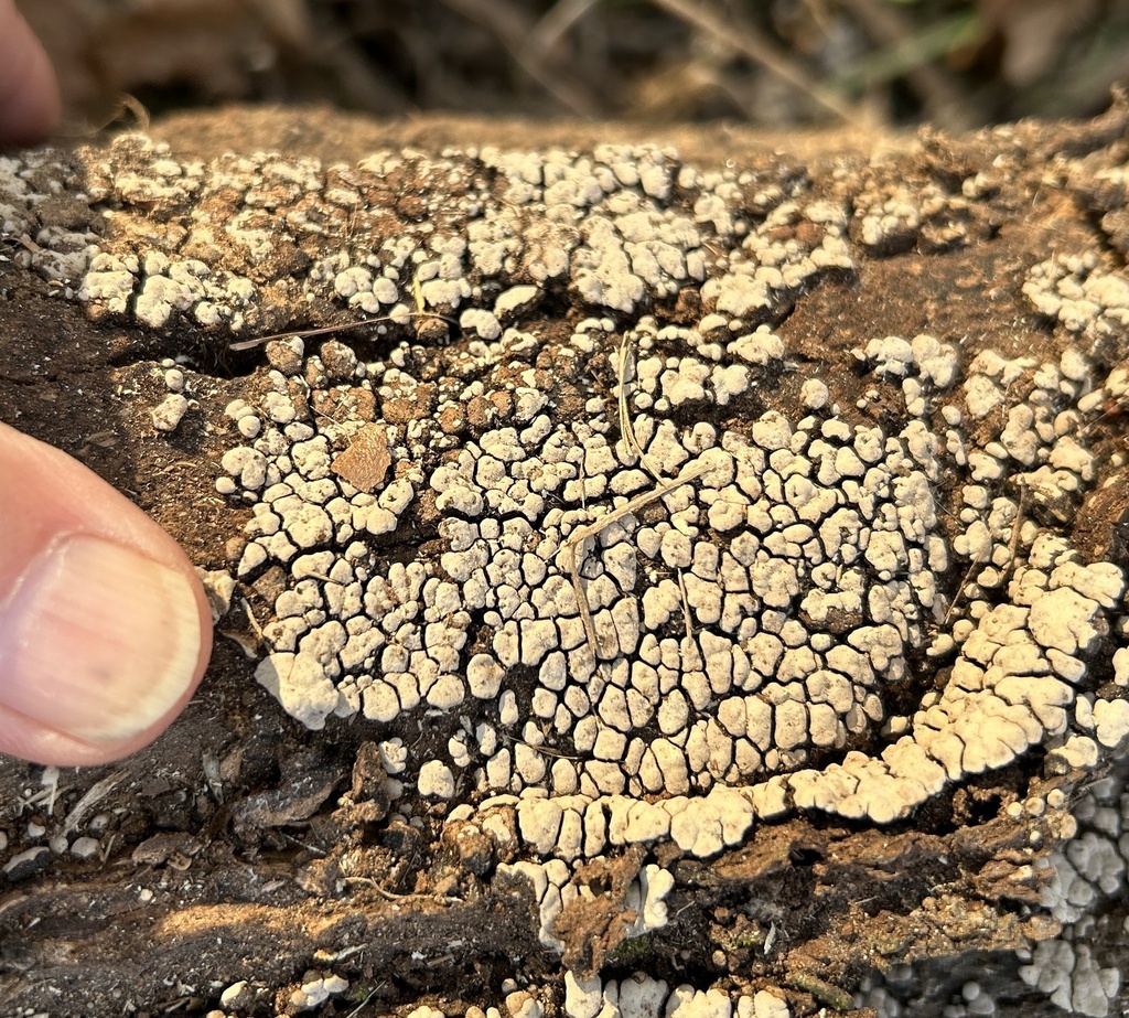 Xylobolus frustulatus · January 2026 · photo: © northcut1 (iNaturalist, cc-by)