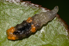 Ocyptamus gastrostactus