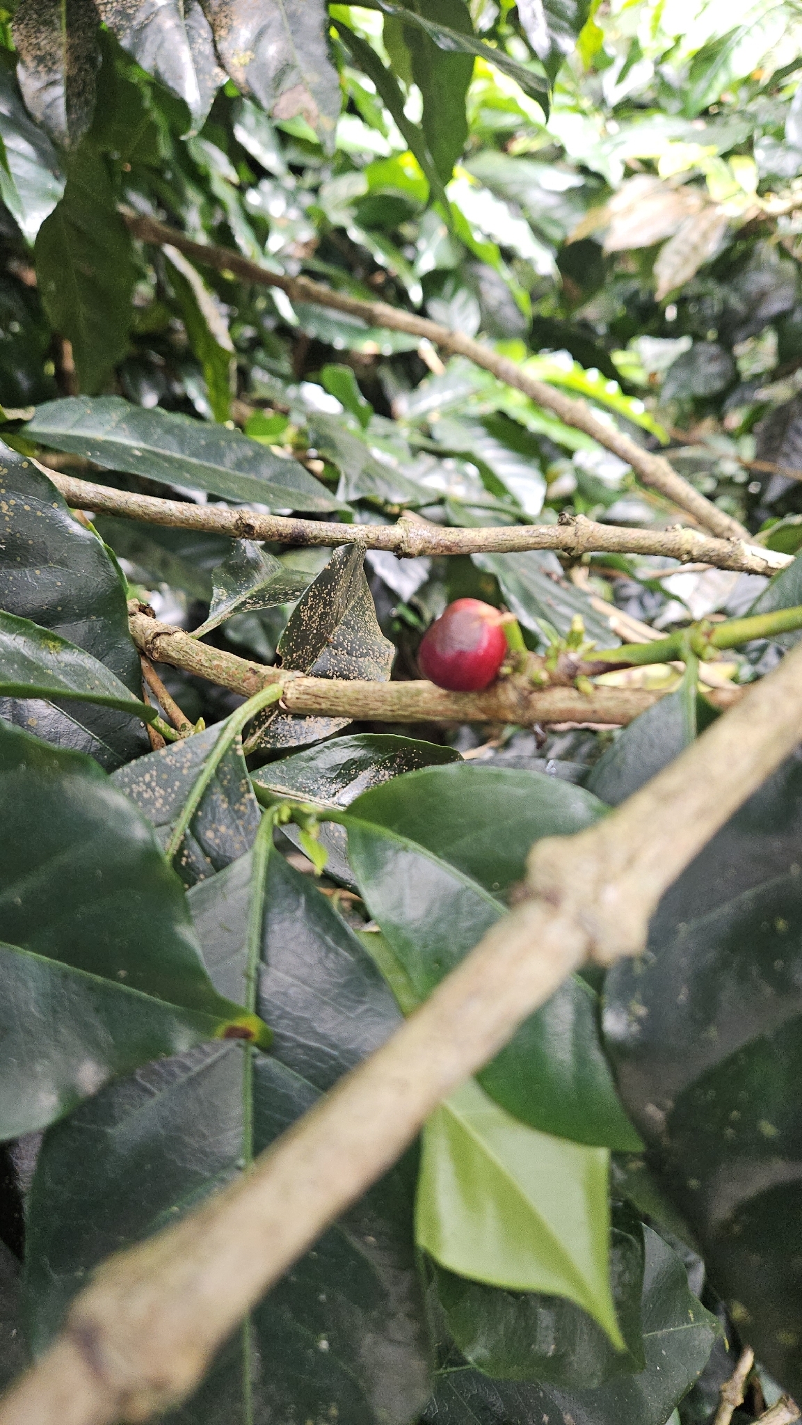 Coffea × ealaensis A.Chev. 2