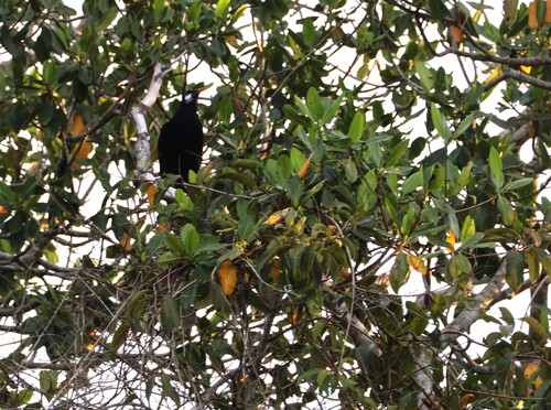 Montezuma Oropendola (Psarocolius montezuma), photo 3