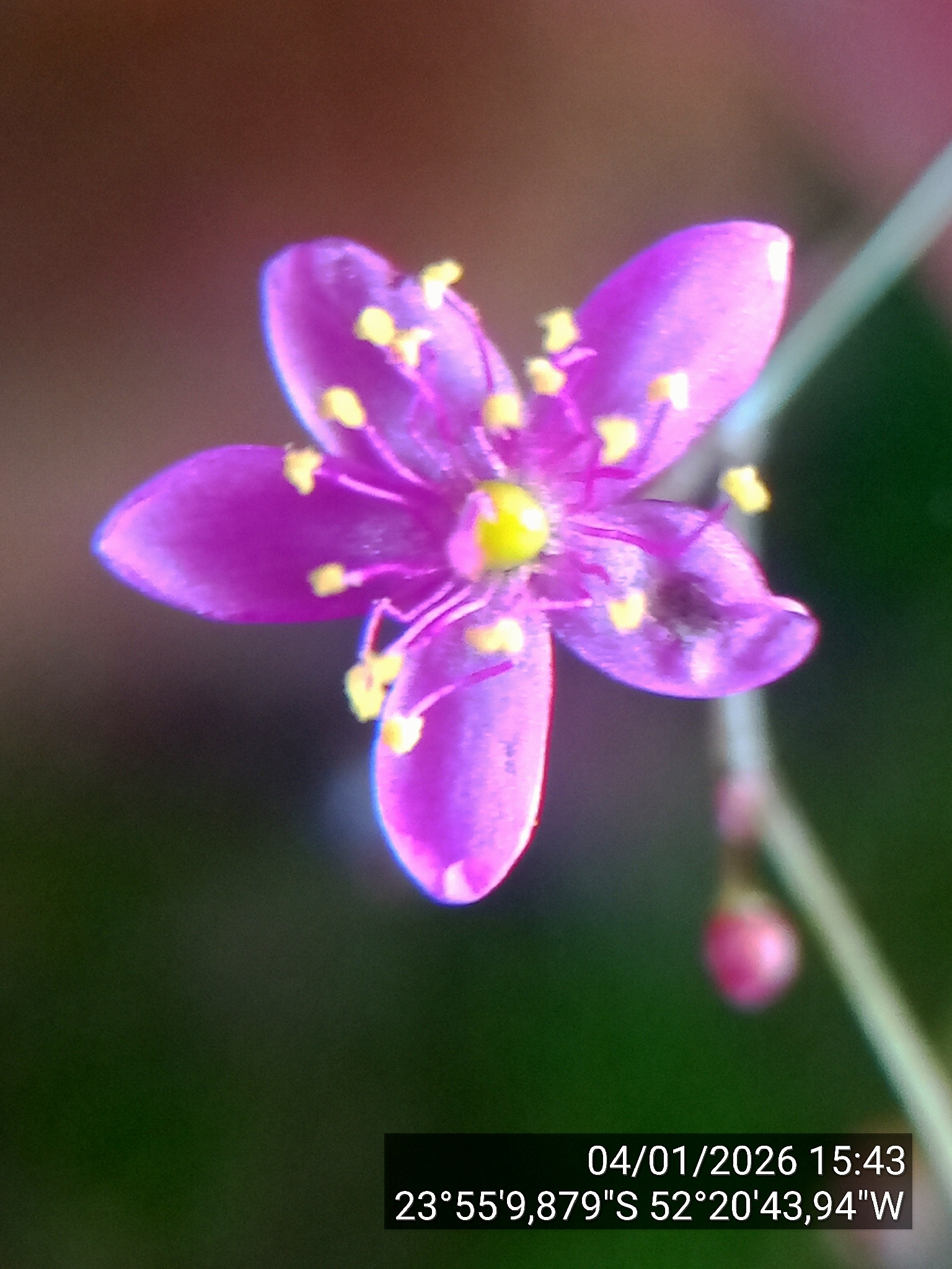 Talinum paniculatum