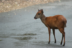 Cephalophorus natalensis