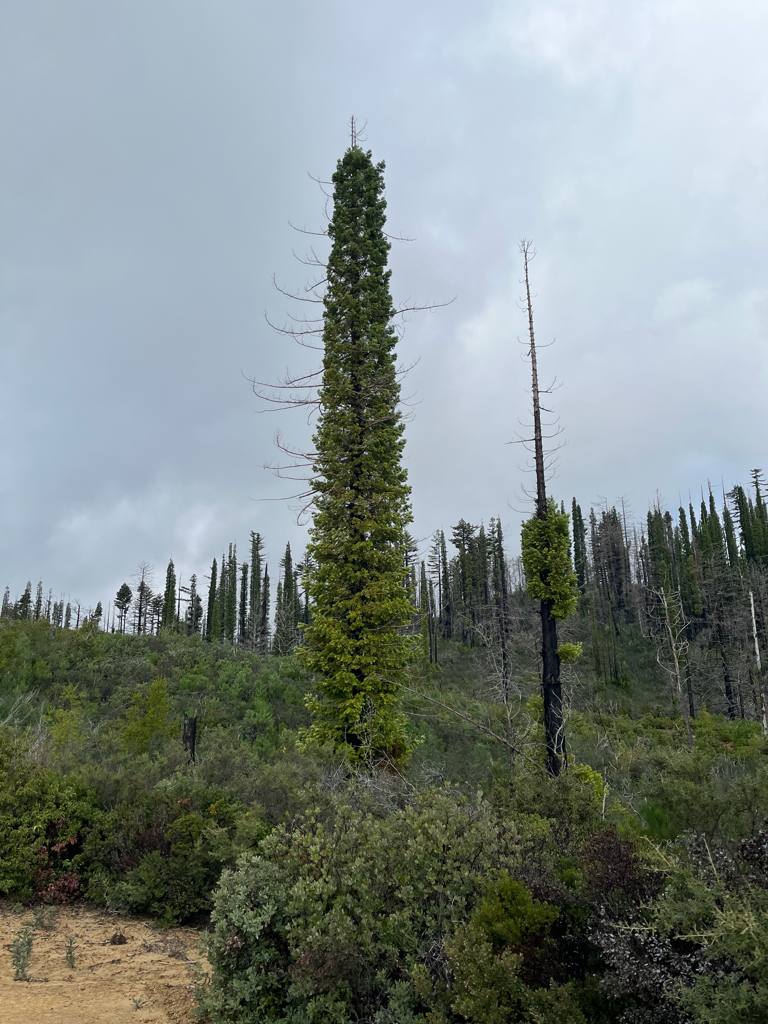 Imagem de sequoia