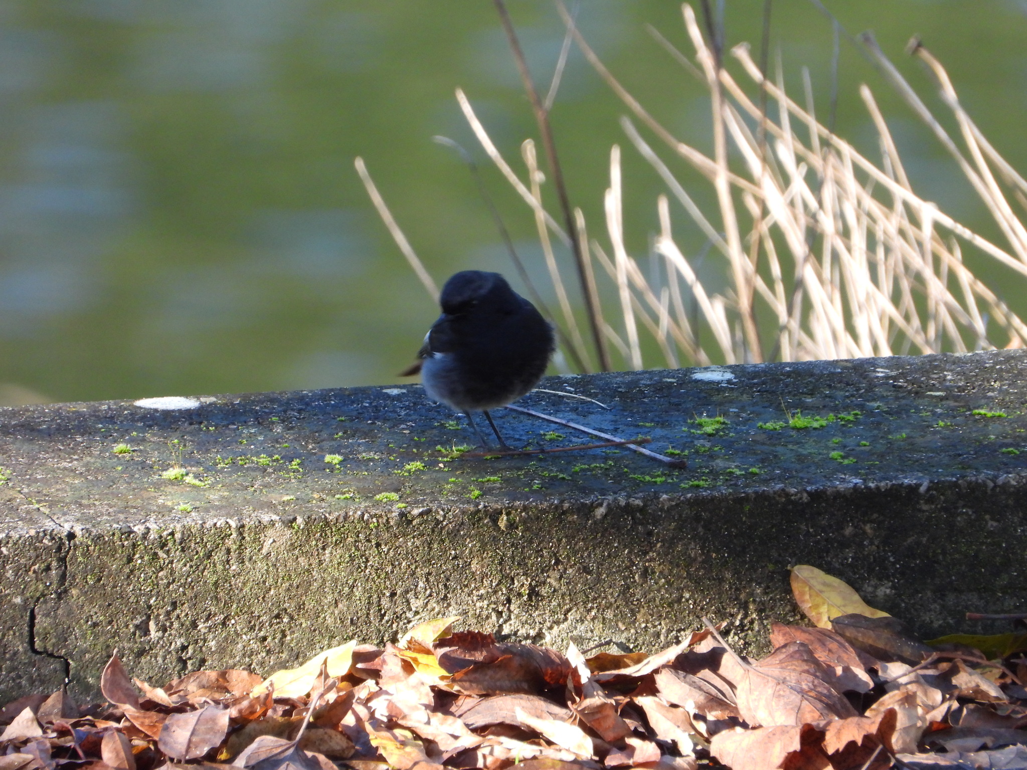 Black Redstart (Phoenicurus ochruros), photo 6