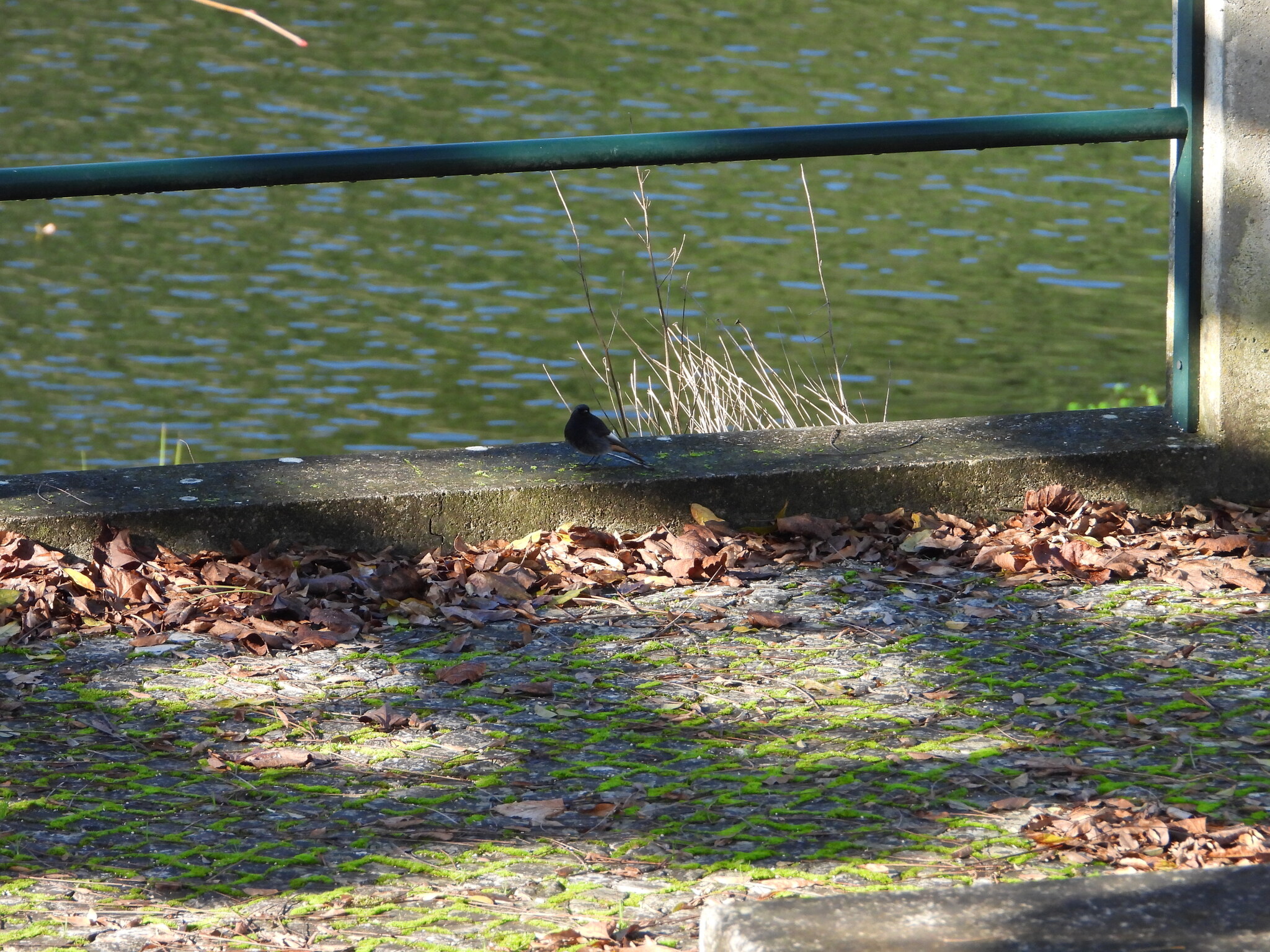 Black Redstart (Phoenicurus ochruros), photo 7