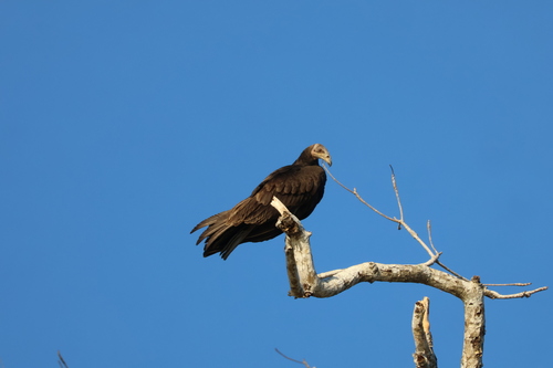 Lesser Yellow-headed Vulture (Cathartes burrovianus), photo 4