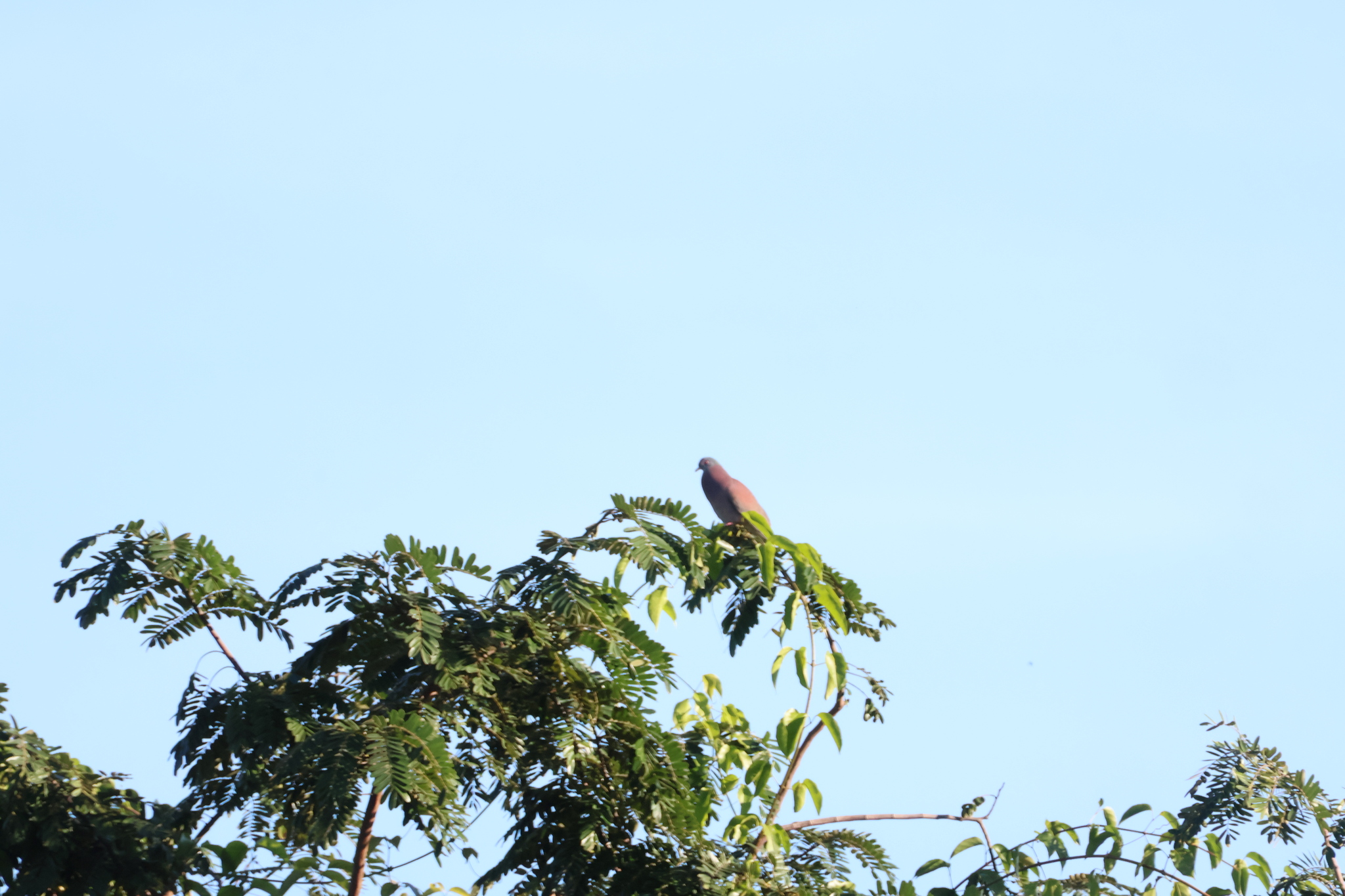 Pale-vented Pigeon (Patagioenas cayennensis), photo 1
