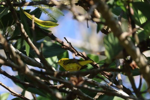 American Yellow Warbler (Setophaga aestiva)