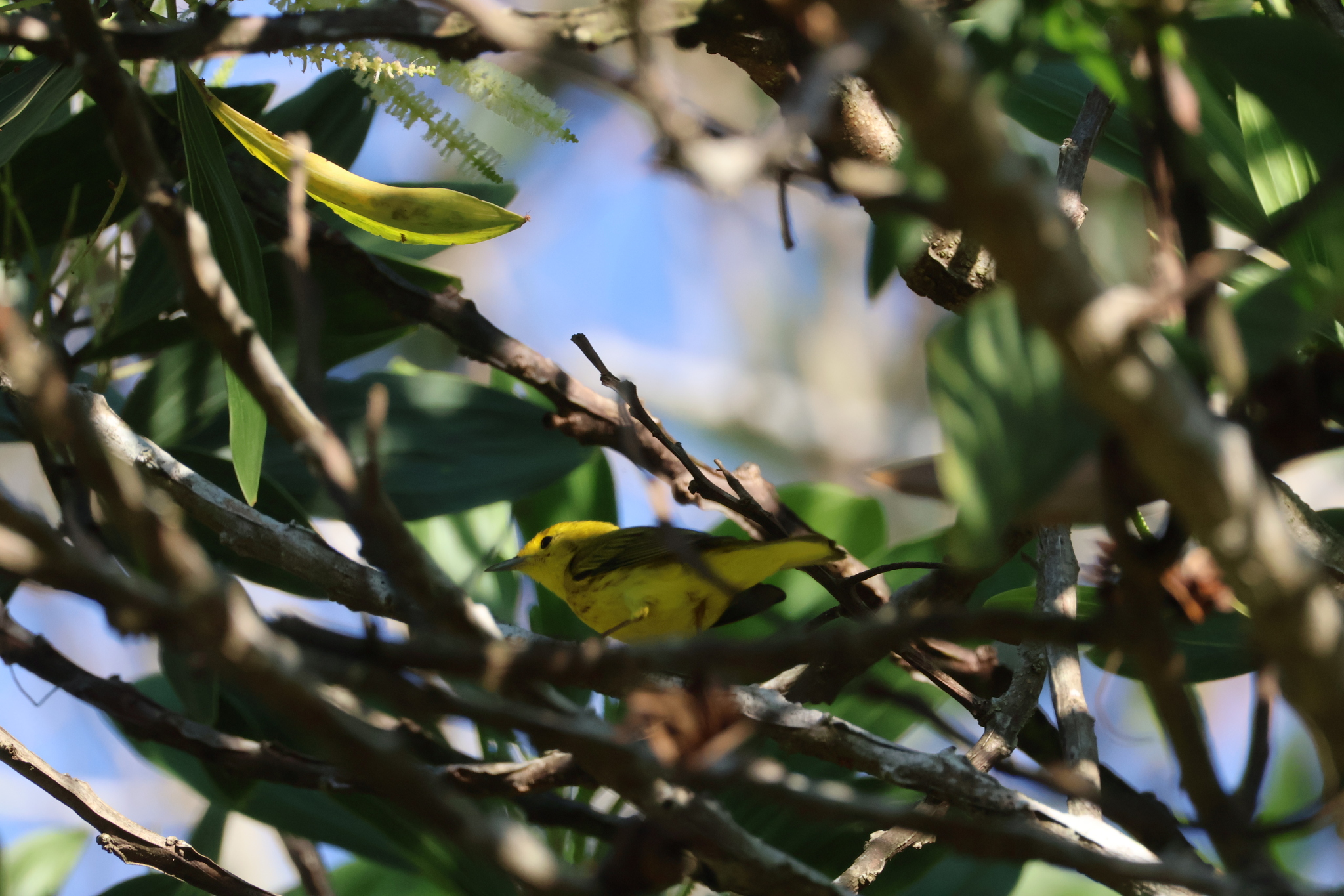 American Yellow Warbler (Setophaga aestiva), photo 1