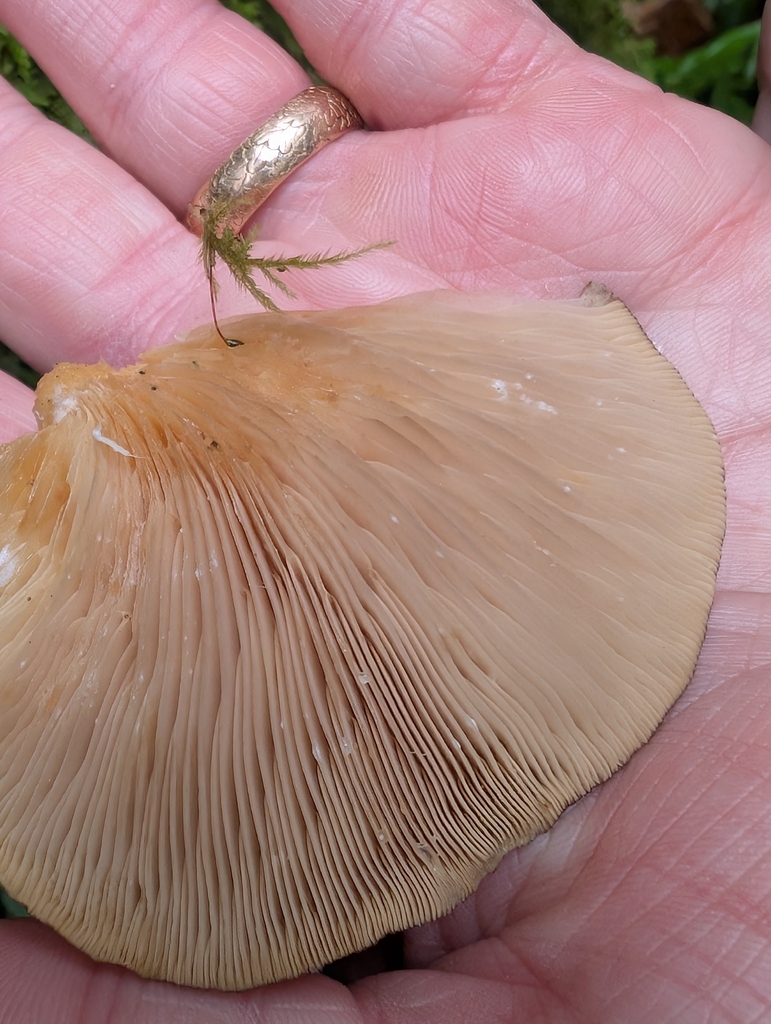 Sarcomyxa serotina · January 2026 · photo: © simonele (iNaturalist, cc-by)