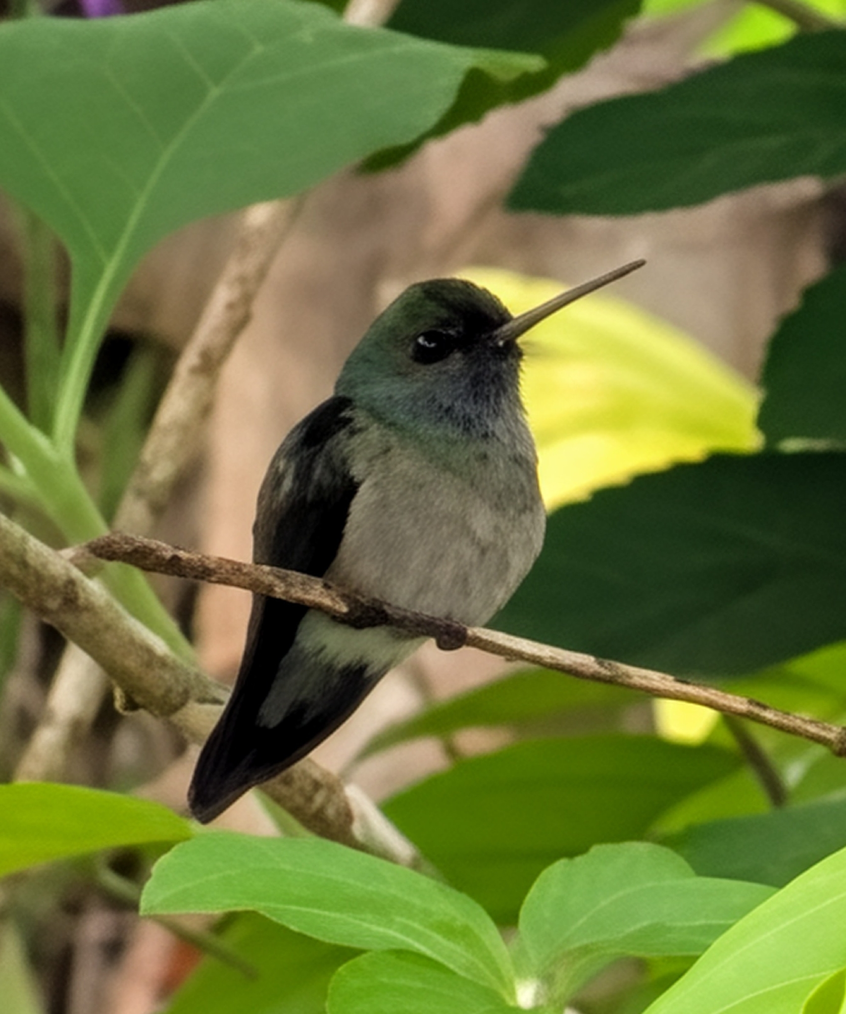 Charming Hummingbird (Polyerata decora), photo 2