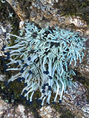 Pilophorus acicularis