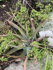 Aloe suprafoliata