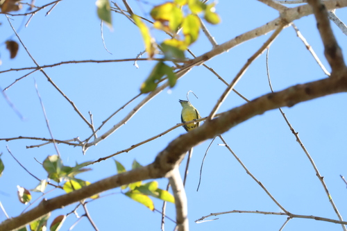 Scrub Euphonia (Euphonia affinis), photo 1