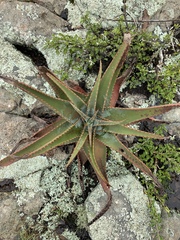 Aloe suprafoliata
