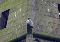 Falco peregrinus