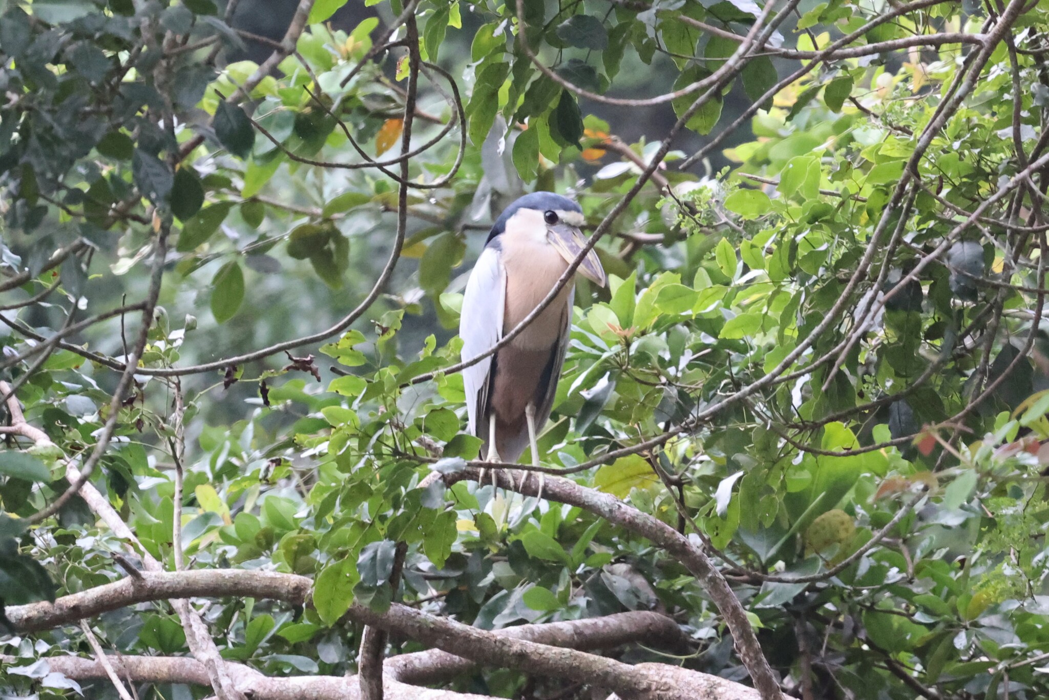 Boat-billed Heron (Cochlearius cochlearius), photo 2