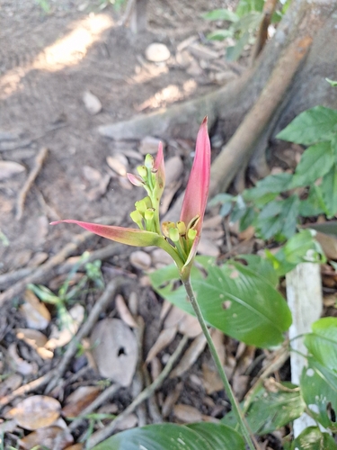 Parakeetflower