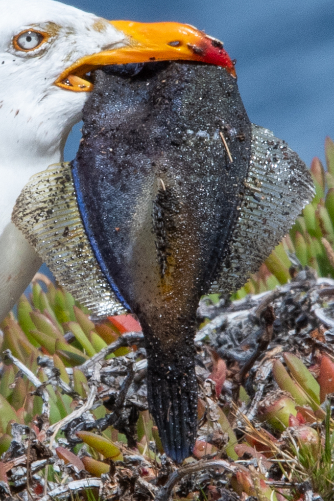 Toothbrush leatherjacket (Acanthaluteres vittiger) — Monacanthidae