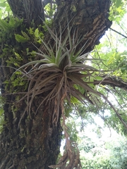 Tillandsia didisticha
