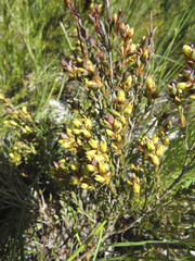 Stylapterus fruticulosus