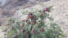 Juniperus oxycedrus oxycedrus