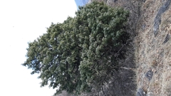 Juniperus oxycedrus oxycedrus