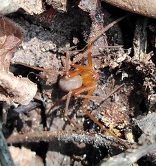 Loxosceles yucatana