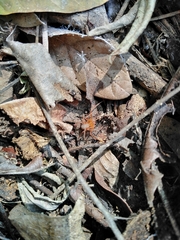 Loxosceles yucatana
