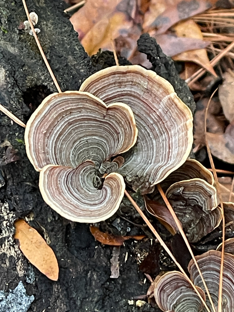 Stereum lobatum · January 2026 · photo: © ingolfaskevold (iNaturalist, cc-by-nc)