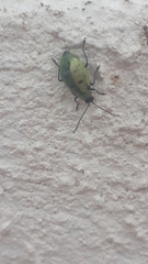 Diabrotica decempunctata