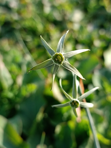 Green-flowered Narcissus (Narcissus viridiflorus)