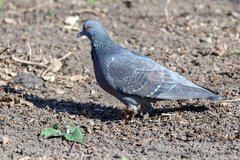 Columba livia domestica