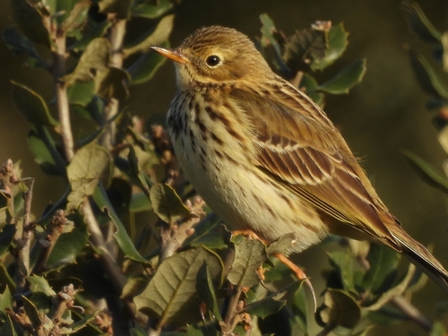 Meadow Pipit (Anthus pratensis), photo 2