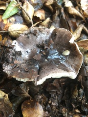 Tricholoma griseoviolaceum