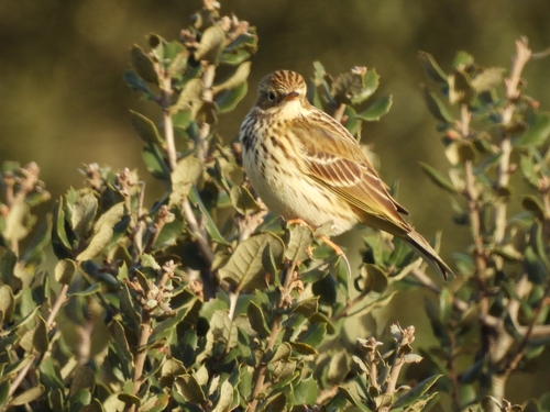 Meadow Pipit (Anthus pratensis), photo 3