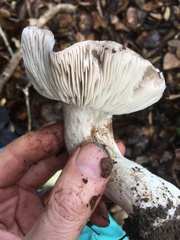 Tricholoma griseoviolaceum
