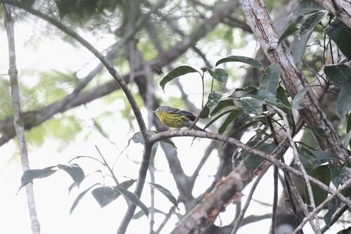 Magnolia Warbler (Setophaga magnolia), photo 2