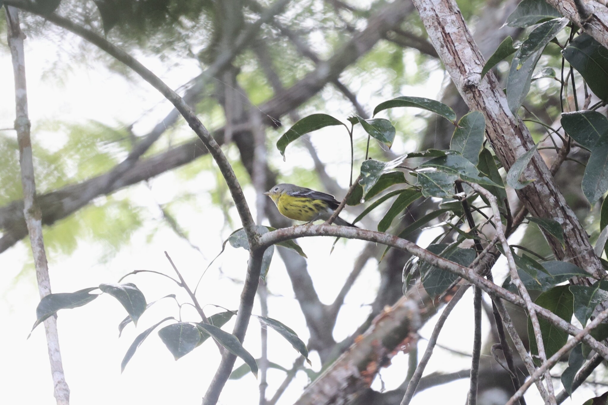 Magnolia Warbler (Setophaga magnolia), photo 2