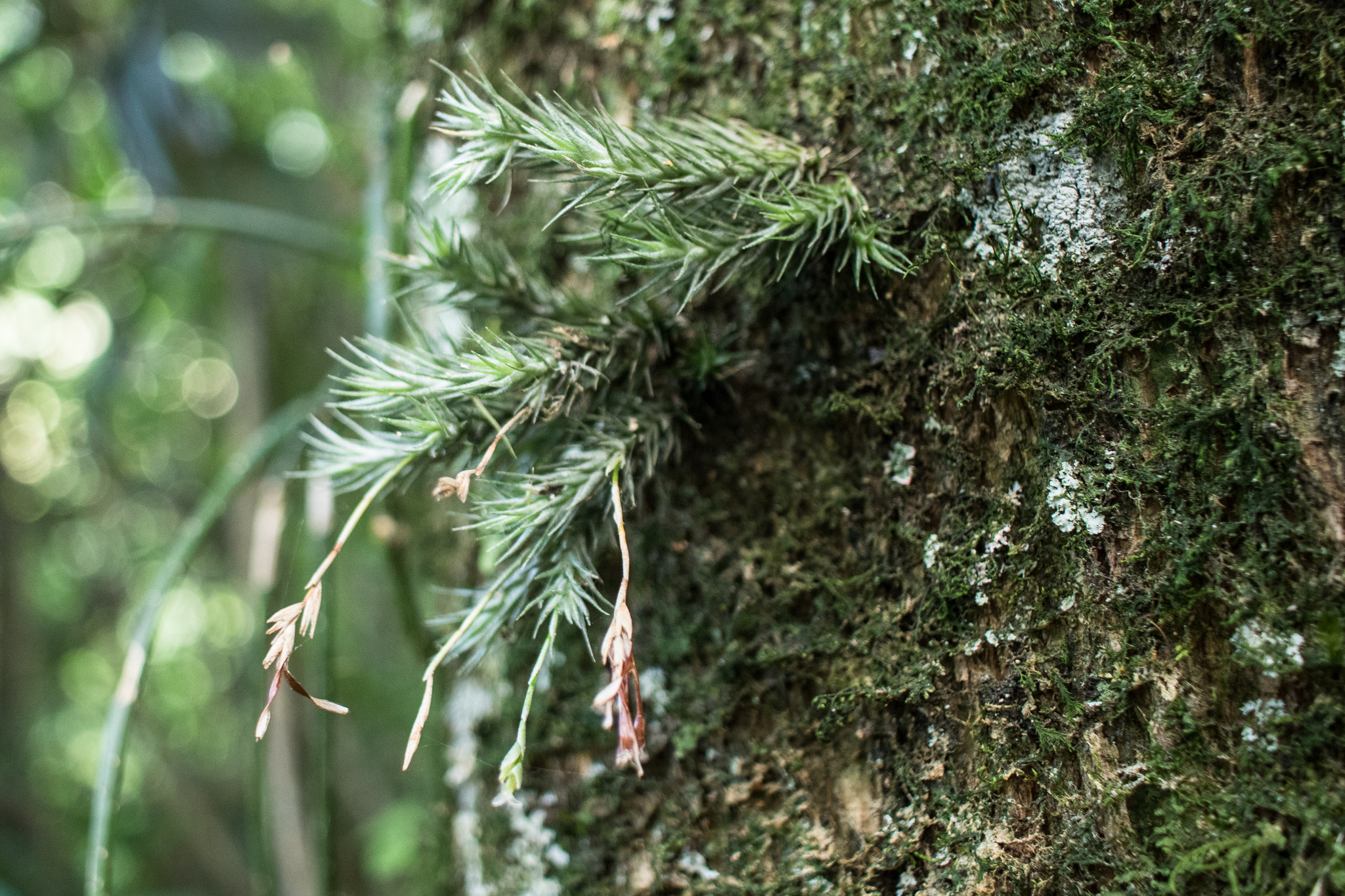 Tillandsia tricholepis