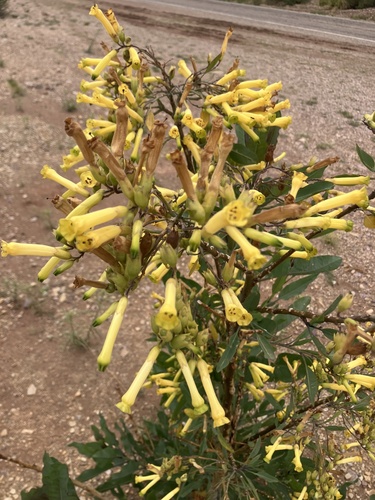 Tobacco-bush