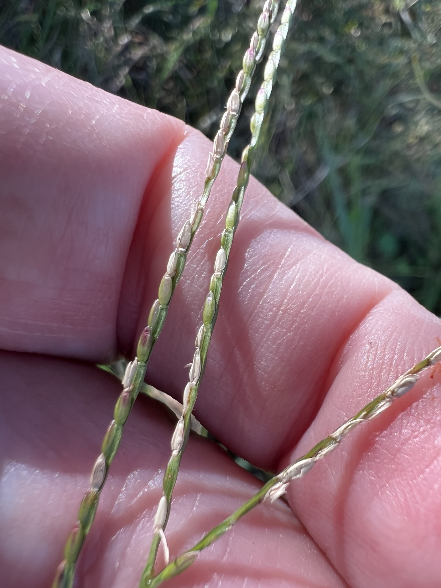Carpet grass