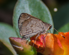 Callimormus saturnus