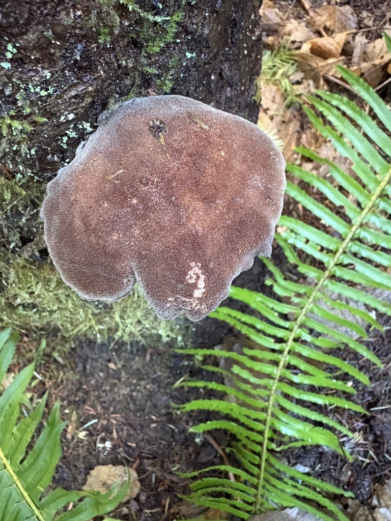 Jahnoporus hirtus
