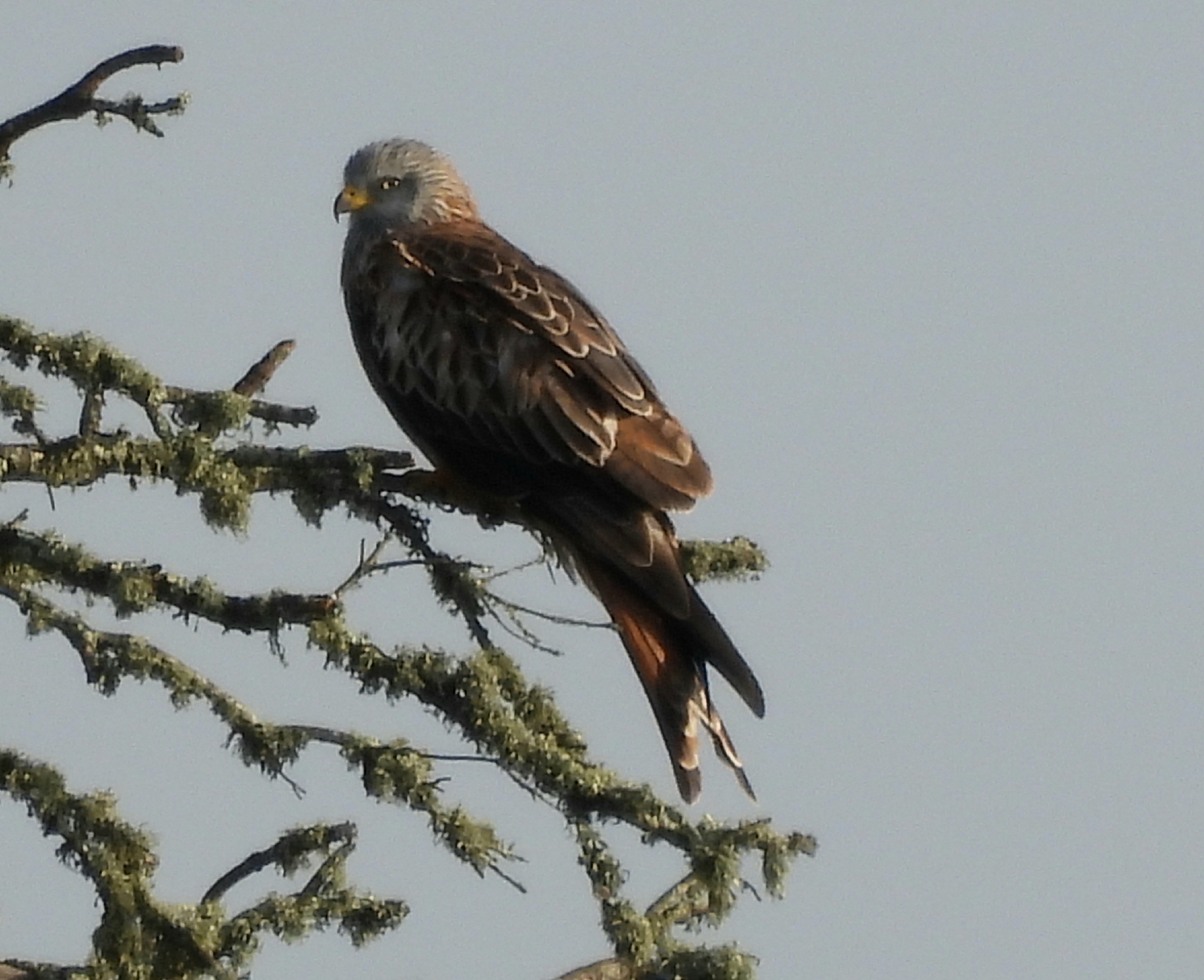 Red Kite (Milvus milvus), photo 4