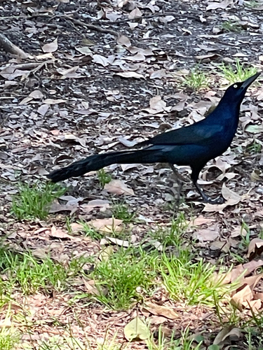 Great-tailed Grackle (Quiscalus mexicanus), photo 7